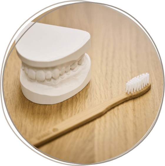 Auf dem Tresen der Zahnarztpraxis zahnlieblinge liegt eine Zahnbürste aus Holz neben dem Modell eines Gebisses